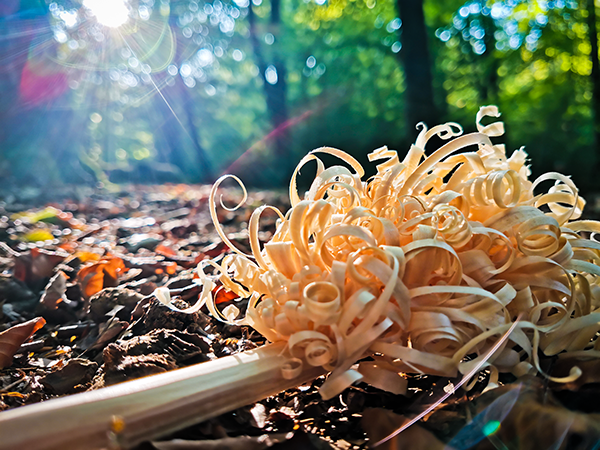 TRIBE how to make a feather stick using bushcraft in nature