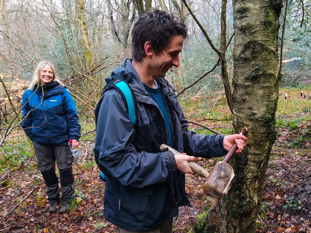 Birch Tapping trees at TRIBE