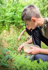 TRIBE Bushcraft child adventure day session collecting wood sorrel