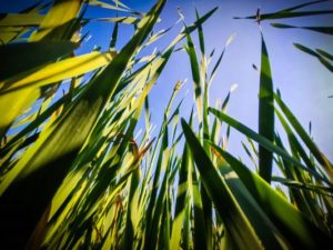 TRIBE Bushcraft session cattail forest