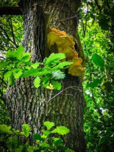TRIBE Bushcraft session chicken of the woods mushroom growing on an oak tree
