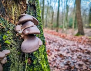 TRIBE Bushcraft session finding oyster mushrooms growing near camp