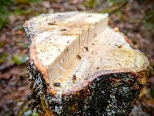 TRIBE Bushcraft session showing a cleanly sawn tree