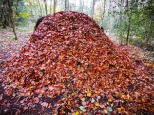 TRIBE Bushcraft session social saturdays family bushcraft completed debris shelter 2