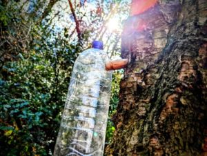 TRIBE Bushcraft session tapping a tree for birch sap in spring