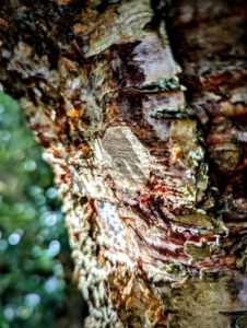 TRIBE Bushcraft session tapping a tree for birch sap in spring and closed well with a clean branch of birch