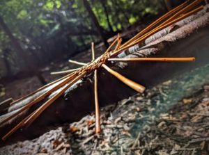 TRIBE Bushcraft making willow baskets