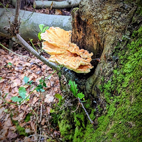 TRIBE foraging chicken of the woods mushrooms